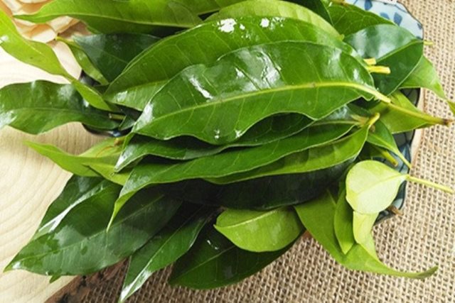 Nên dùng lá vối tươi hay khô là tốt nhất?